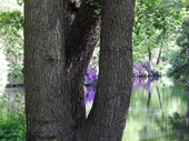 Tiergarten