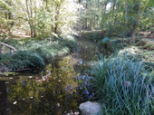 Botanischer Volkspark Blankenfelde-Pankow