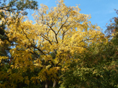 Botanischer Volkspark Blankenfelde-Pankow