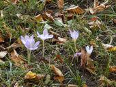 Botanischer Volkspark Blankenfelde-Pankow