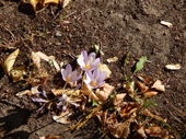 Botanischer Volkspark Blankenfelde-Pankow