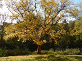 Botanischer Volkspark Blankenfelde-Pankow